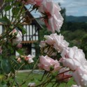 Powis Castle – A Welsh summer garden Edwardian cottage hidden behind pale pink roses at Powis Castle, Wales