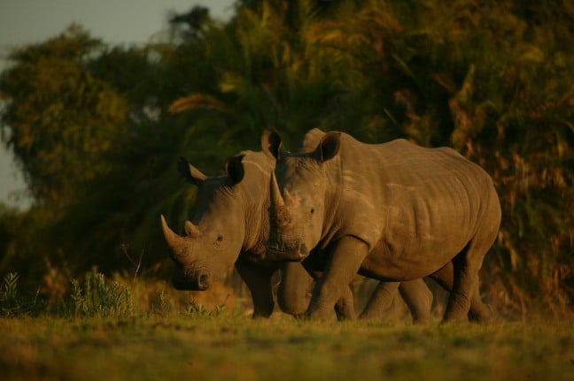 Two_white_rhino_BJoubert_Botswanajpg