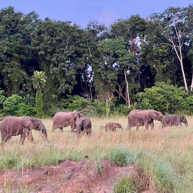 Nyonié: Up-close with elephants in Gabon